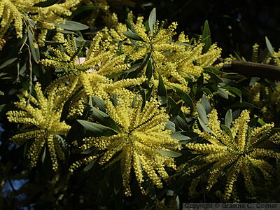 Sydney Golden Wattle (Acacia longifolia) - Sydney Golden Wattle