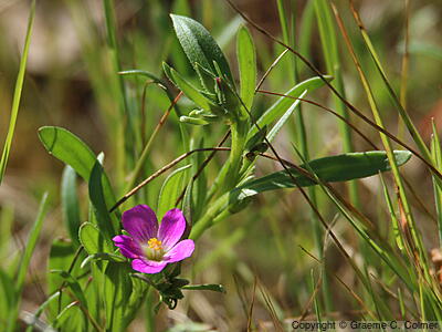Redmaids (Calandrinia ciliata) - Red-maids