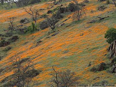California Poppy (Eschscholzia californica) - California Poppy