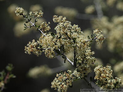 Buckbrush (Ceanothus cuneatus) - Buckbrush