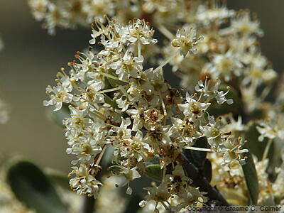 Buckbrush (Ceanothus cuneatus) - Buckbrush