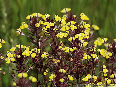 Johnny-tuck (Triphysaria eriantha) - Johnny-tuck