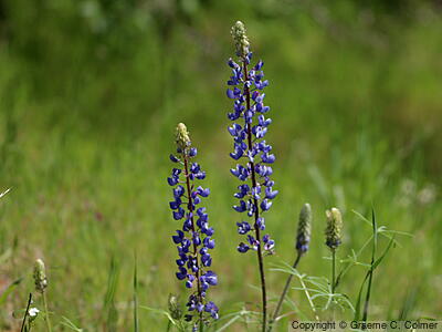 Bigleaf Lupine (Lupinus polyphyllus) - Bigleaf Lupine