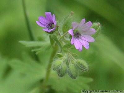 Small-flower Crane's-bill (Geranium pusillum) - Small-flower Crane's-bill