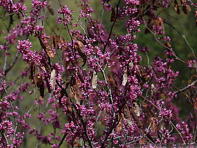 California Redbud (Cercis occidentalis) - Western Redbud