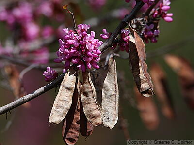 California Redbud (Cercis occidentalis) - Western Redbud