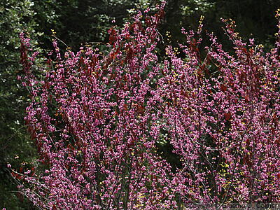 California Redbud (Cercis occidentalis) - Western Redbud