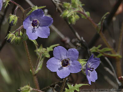 Blue Fiestaflower (Pholistoma auritum) - Blue Fiestaflower