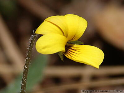 Baker's Violet (Viola bakeri) - Baker's violet