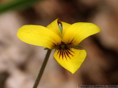 Baker's Violet (Viola bakeri) - Baker's violet