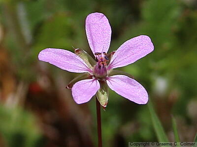 Redstem Filaree (Erodium cicutarium) - Redstem Filaree