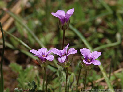 Longbeak Stork's Bill (Erodium botrys) - Longbeak Stork's Bill
