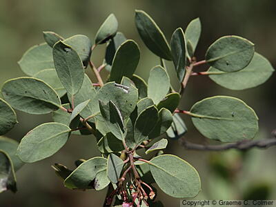 Whiteleaf Manzanita (Arctostaphylos viscida) - Whiteleaf Manzanita