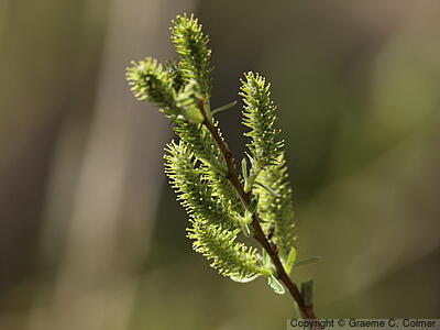Arroyo Willow (Salix lasiolepis) - Arroyo Willow