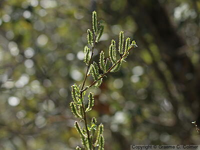 Arroyo Willow (Salix lasiolepis) - Arroyo Willow