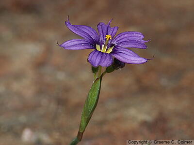 Western Blue-eyed Grass (Sisyrinchium bellum) - Western Blue-eyed Grass