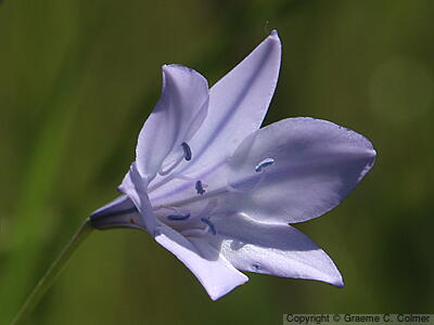Ithuriel's Spear (Triteleia laxa) - Ithuriel's Spear