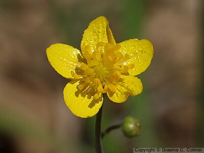 Western Buttercup (Ranunculus occidentalis) - Western Buttercup