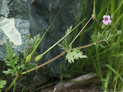 Longbeak Stork's Bill (Erodium botrys) - Longbeak Stork's Bill
