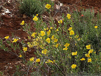 Tree Poppy (Dendromecon rigida) - Bush Poppy