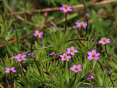 True Babystars (Leptosiphon bicolor) - True Babystars