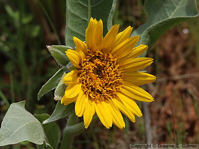 Whitehead Mule-ears (Wyethia helenioides) - Whitehead Mule-ears