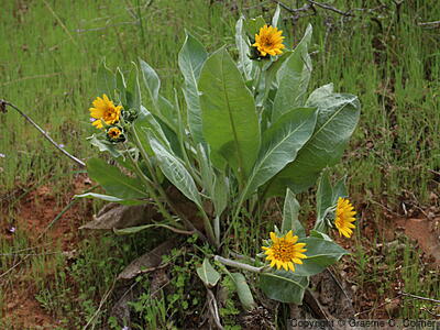Whitehead Mule-ears (Wyethia helenioides) - Whitehead Mule-ears