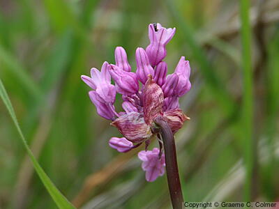 Twining Snakelily (Dichelostemma volubile) - Twining Snakelily