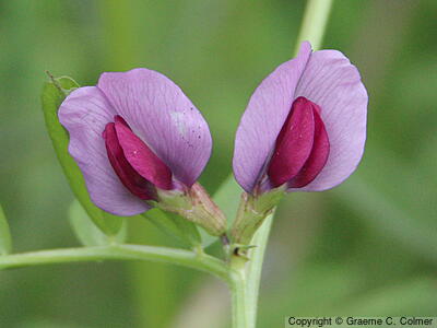 Narrowleaf Vetch (Vicia sativa) - Narrowleaf Vetch