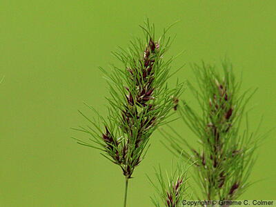 Poa bulbosa - Bulbous Bluegrass