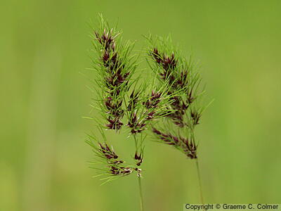 Poa bulbosa - Bulbous Bluegrass