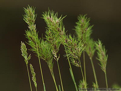 Poa bulbosa - Bulbous Bluegrass