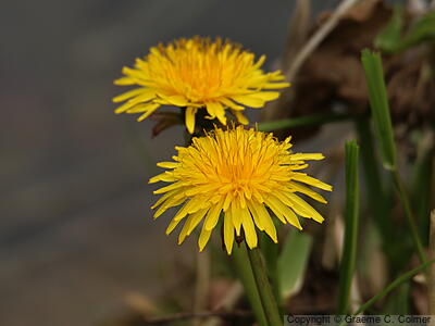Dandelion (Taraxacum officinale) - Dandelion