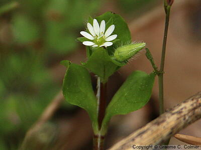 Chickweed (Stellaria media) - Chickweed