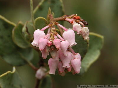 Whiteleaf Manzanita (Arctostaphylos viscida) - Whiteleaf Manzanita