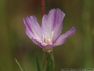 Winecup Clarkia (Clarkia purpurea) - Winecup Clarkia