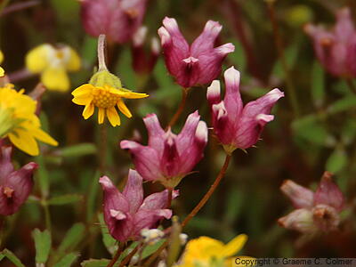 Cowbag Clover (Trifolium depauperatum) - Cowbag Clover