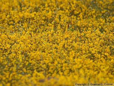 California Goldfields (Lasthenia californica) - California Goldfields