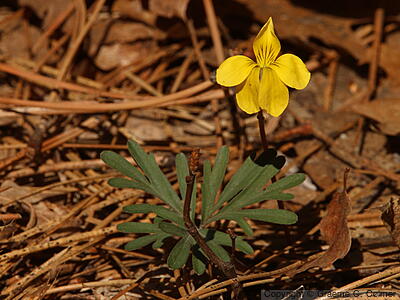 Pine Violet (Viola lobata) - Pine Violet