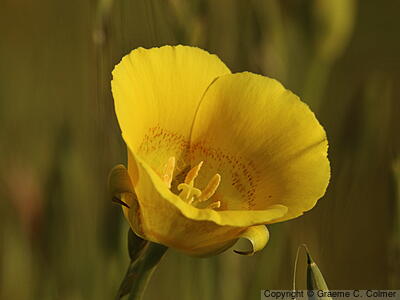 Yellow Mariposa Lily (Calochortus luteus) - Yellow Mariposa Lily