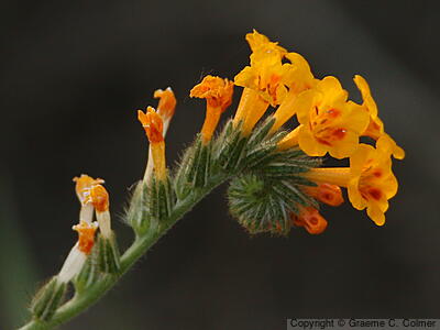 Menzies' Fiddleneck