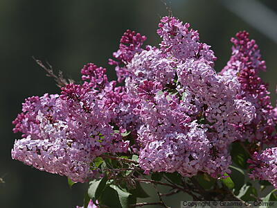 Common Lilac (Syringa vulgaris) - Common Lilac
