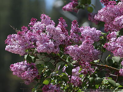 Common Lilac (Syringa vulgaris) - Common Lilac