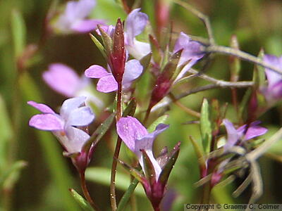 Spinster's Blue Eyed Mary (Collinsia sparsiflora) - Spinster's Blue Eyed Mary
