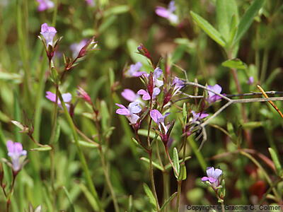 Spinster's Blue Eyed Mary (Collinsia sparsiflora) - Spinster's Blue Eyed Mary