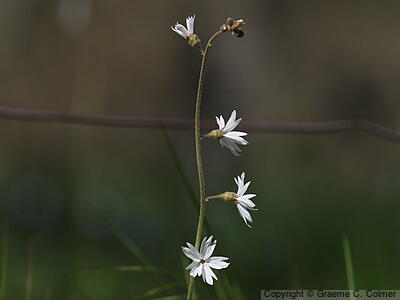 Hillside Woodland-star (Lithophragma heterophyllum) - Hillside Woodland-star