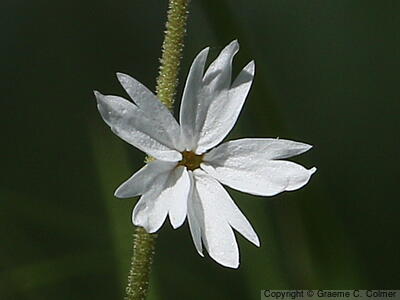 Hillside Woodland-star (Lithophragma heterophyllum) - Hillside Woodland-star