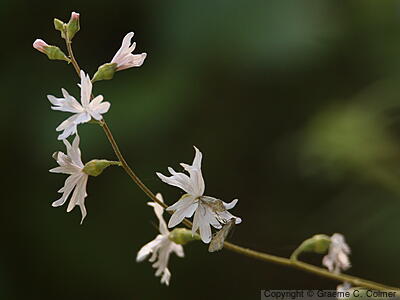 Hillside Woodland-star (Lithophragma heterophyllum) - Hillside Woodland-star