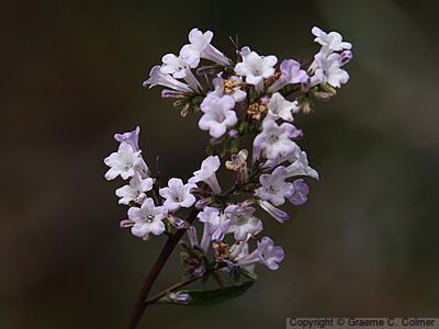California Yerba Santa