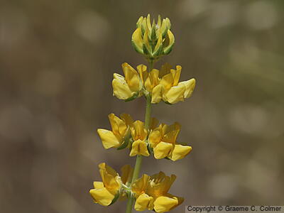 Whitewhorl Lupine (Lupinus densiflorus) - Whitewhorl Lupine
